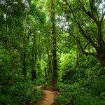 Kuang Si Waterfall, Luang Prabang