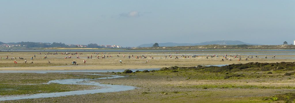 Mariscadoras en Cambados