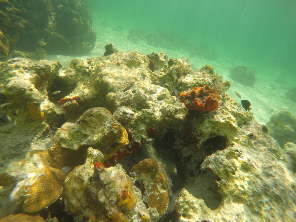 Snorkeling en Coral Bay