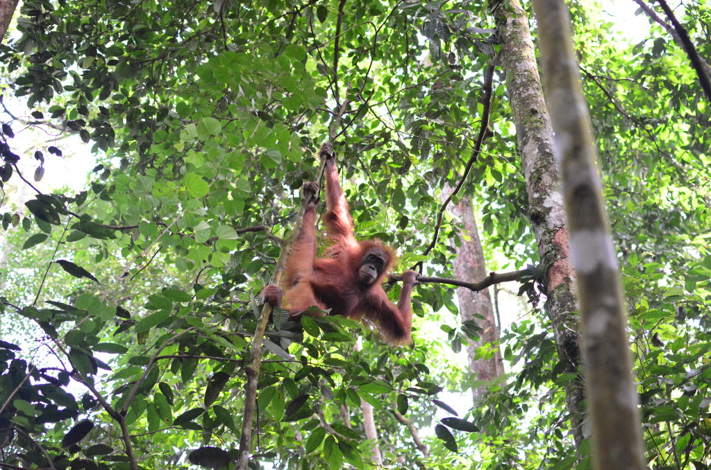 Orangután joven en Bukit Lawang