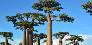 Madagascar