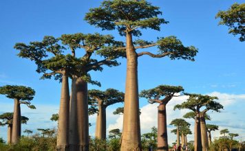 Madagascar