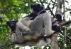 Madagascar