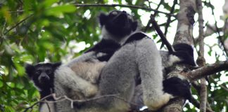 Madagascar