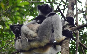 Madagascar