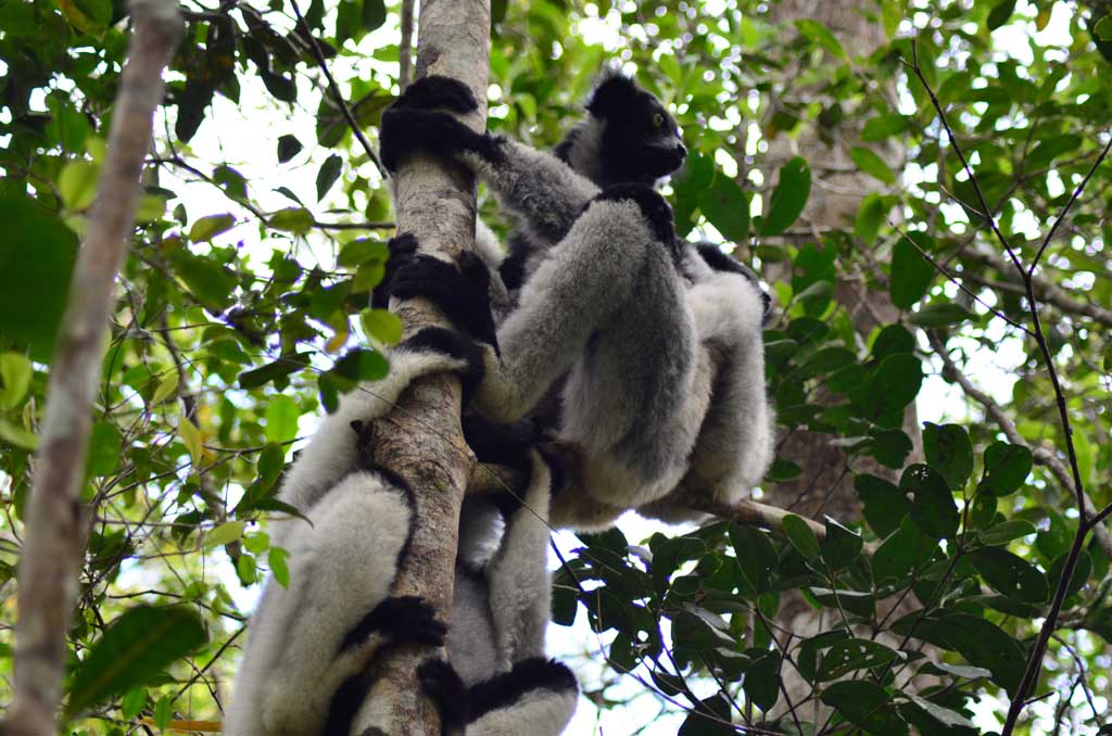 Madagascar