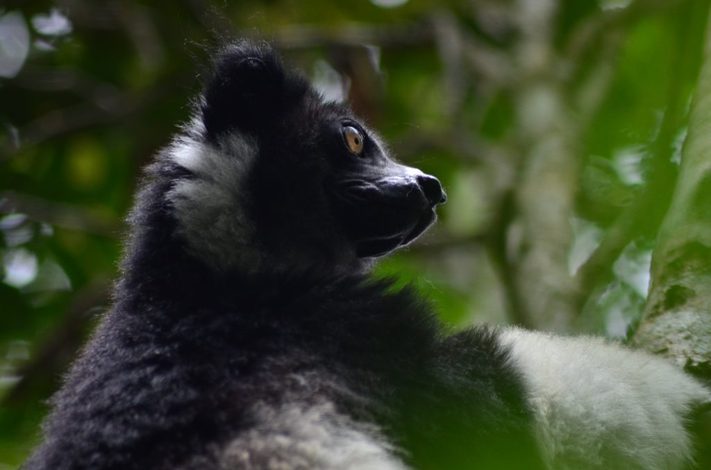 Madagascar