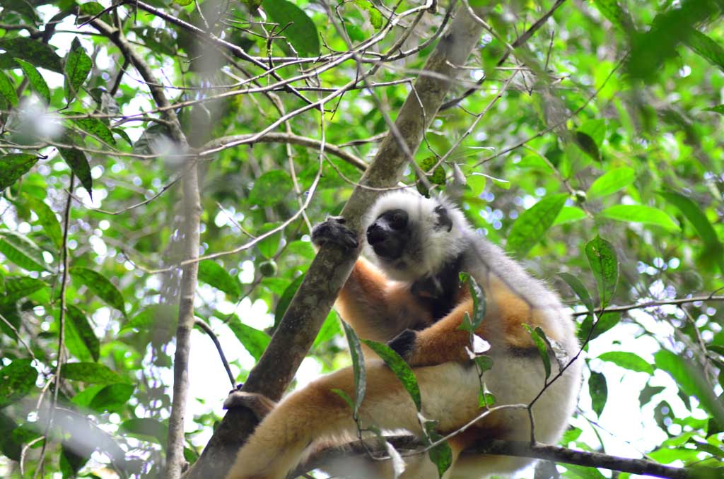Madagascar