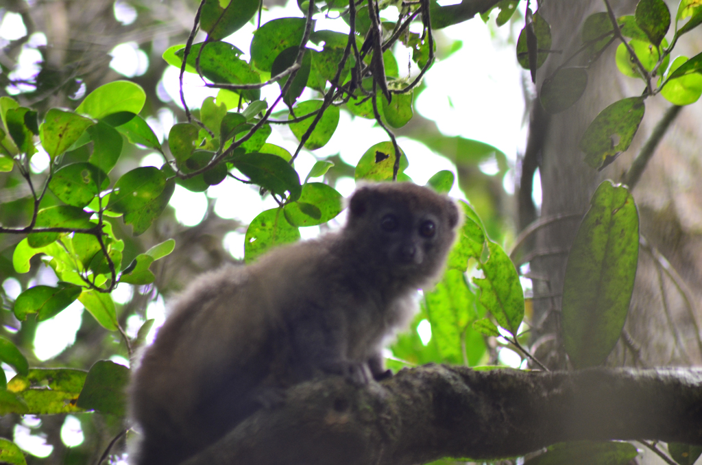 Madagascar
