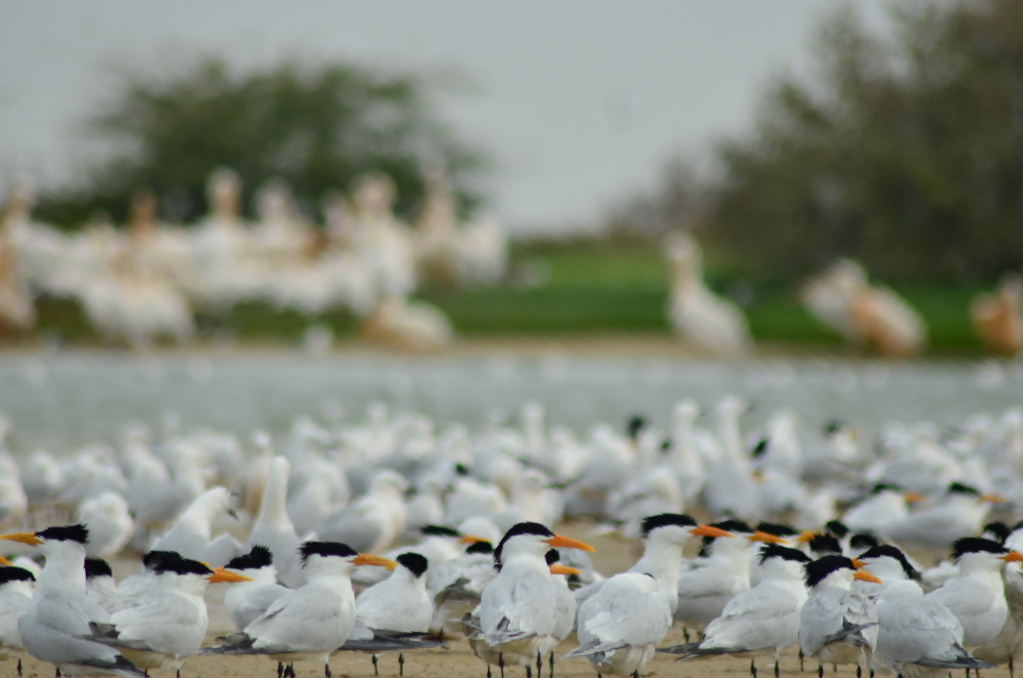 DSC_0384(1)