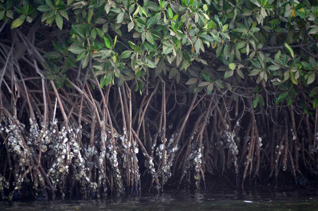Delta del Saloum, Senegal