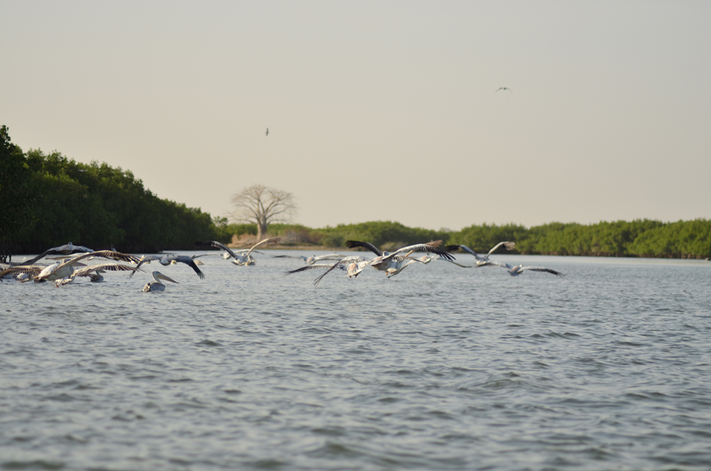 Delta del Saloum, Senegal