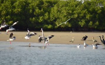 Delta del Saloum, Senegal