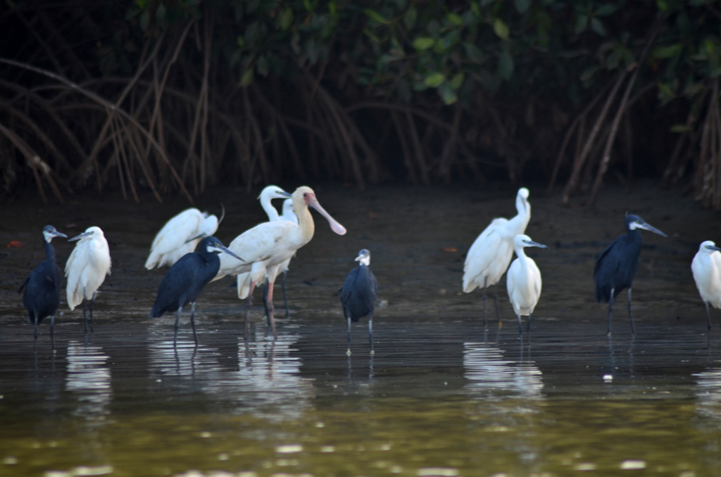 Delta del Saloum, Senegal