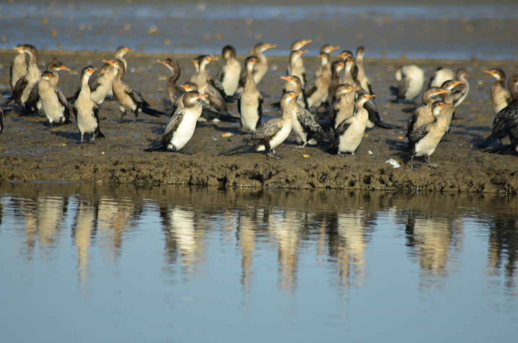Delta del Saloum, Senegal