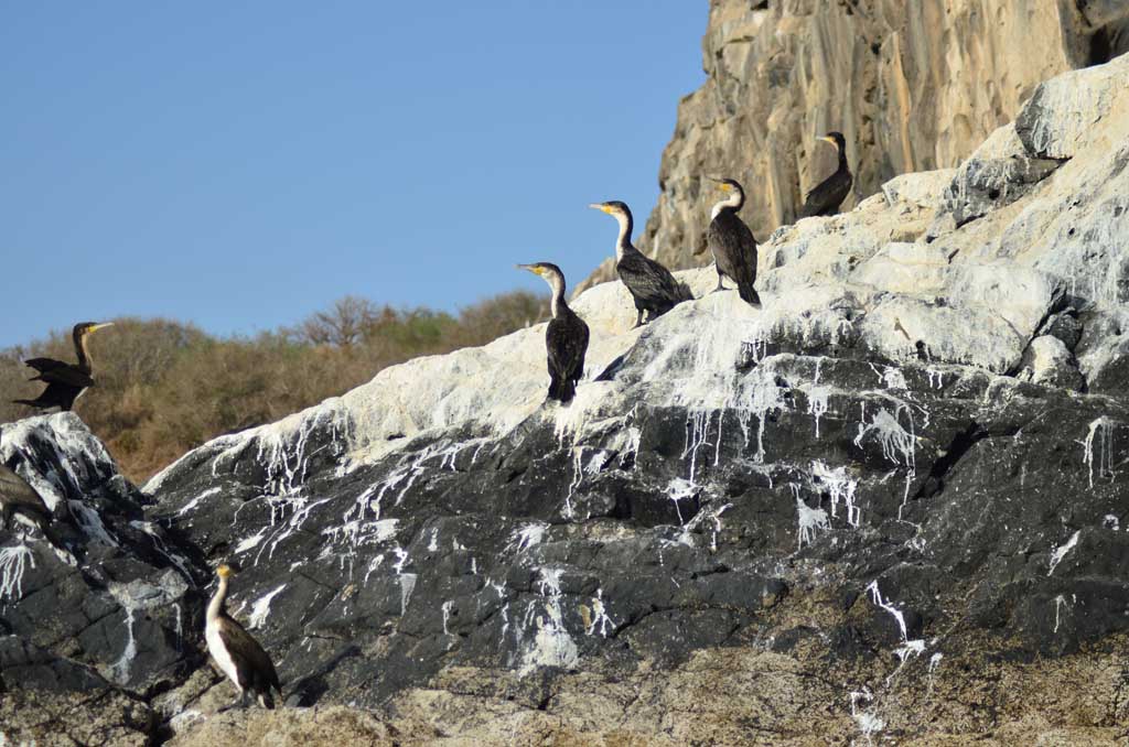 Isla de Madeleine, Dakar, Senegal