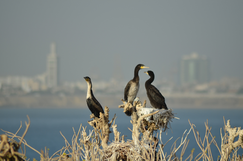 Isla de Madeleine, Dakar, Senegal