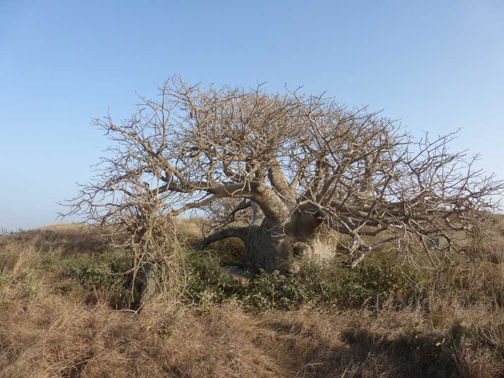 Isla de Madeleine, Dakar, Senegal