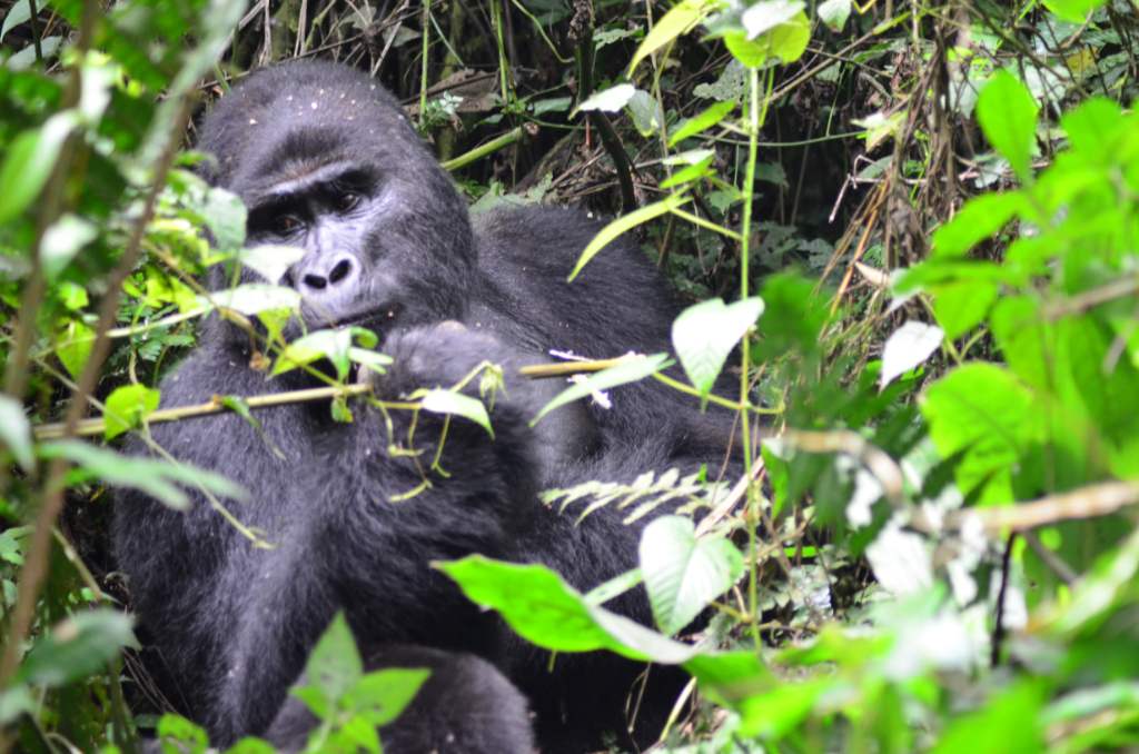 gorila Uganda