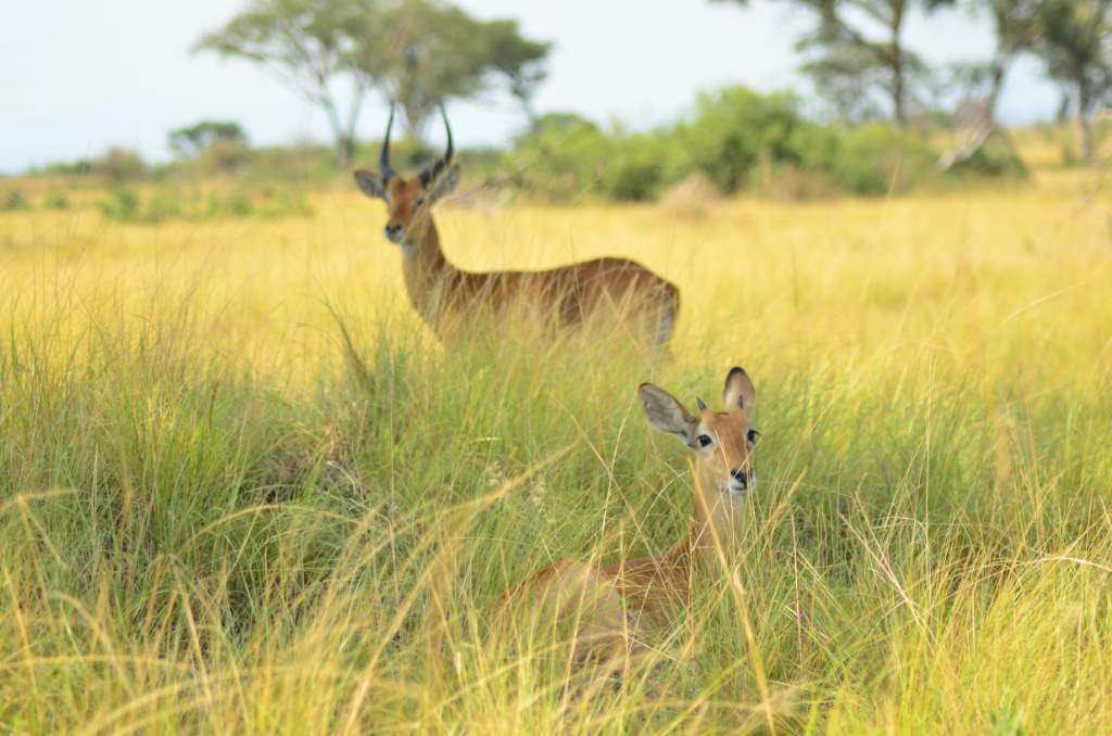 Uganda, game drive