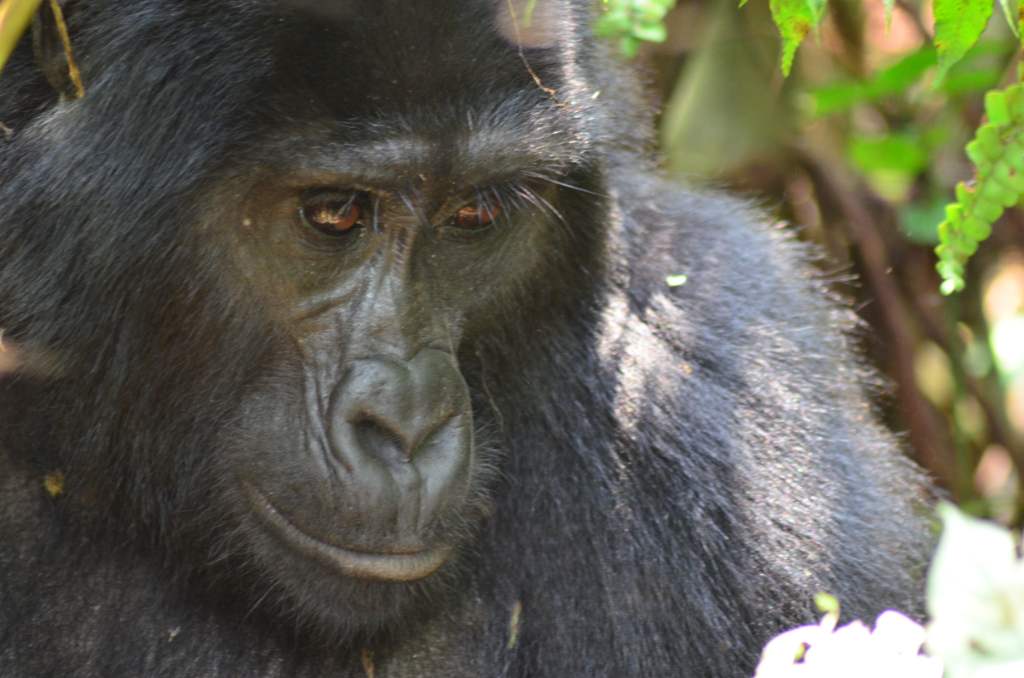 Gorila Uganda