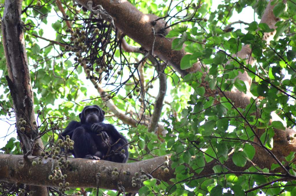Chimpance Uganda