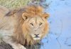 África, safari, Serengeti, león