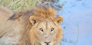 África, safari, Serengeti, león