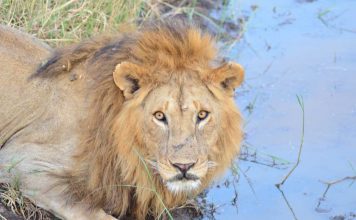 África, safari, Serengeti, león