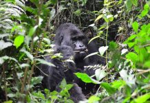 Uganda, Bwindi, gorila