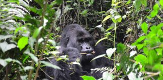 Uganda, Bwindi, gorila