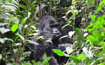 Uganda, Bwindi, gorila