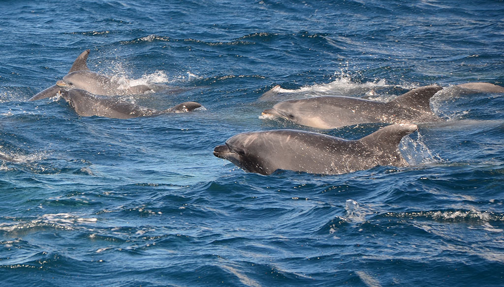 Actividades Azores