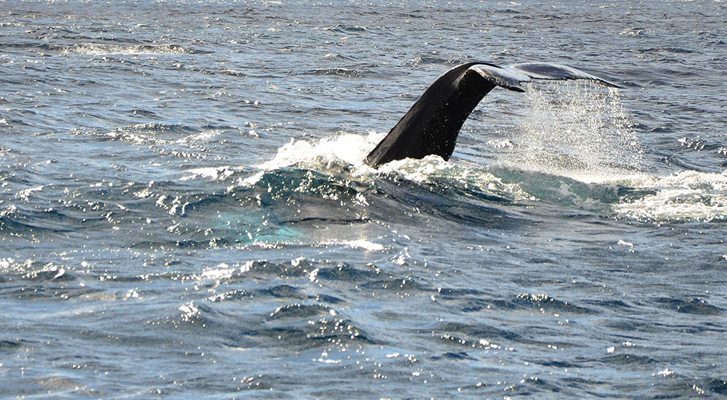 Actividades Azores