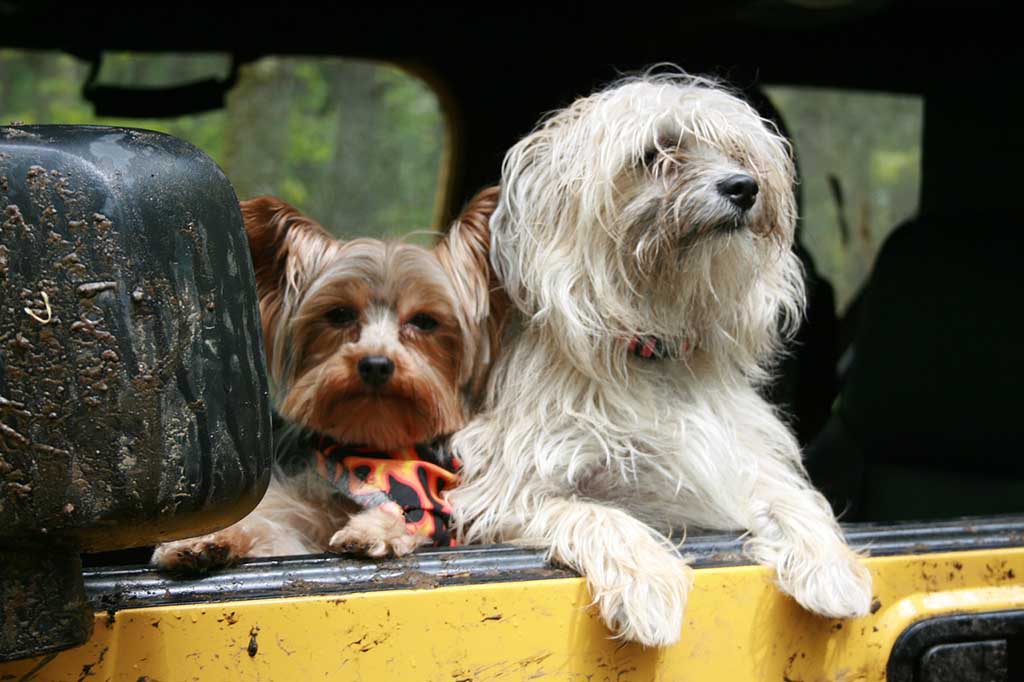 Viajar perros ferry