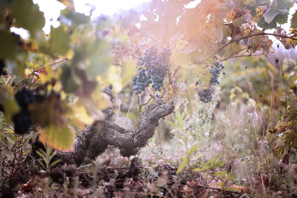que ver en La Rioja