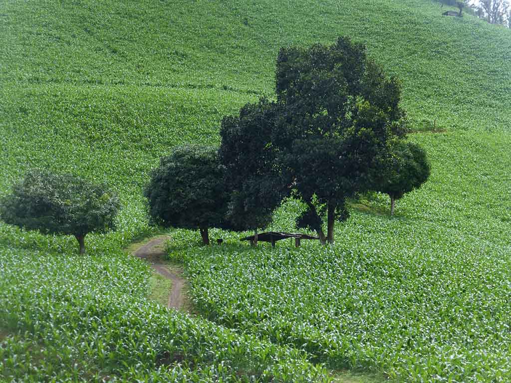 Paisajes de campos de maíz en la ruta de Mae Hong Son, Tailandia Paisajes de campos de maíz en la ruta de Mae Hong Son, Tailandia